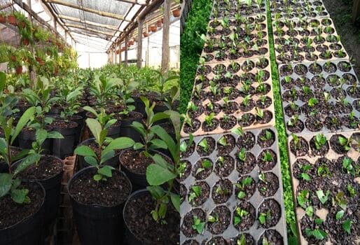 PROPAGACIÓN DE PLANTAS EN VIVEROS	