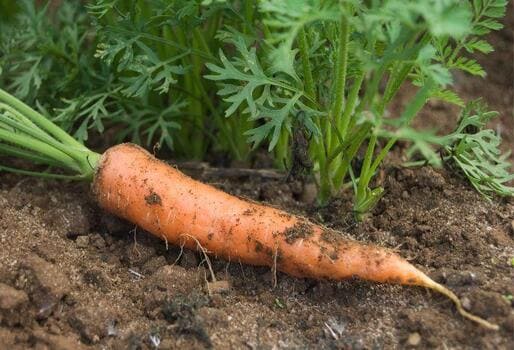 CULTIVO DE RAÍCES Y TUBEROSAS