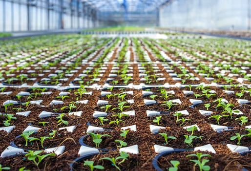 PROPAGACIÓN DE PLANTAS