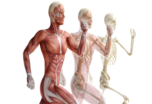 ANATOMÍA Y FISIOLOGÍA HUMANA