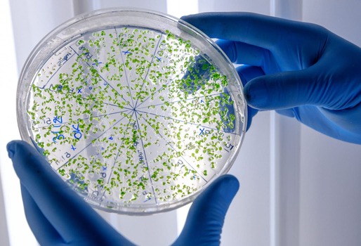 MICROBIOLOGÍA