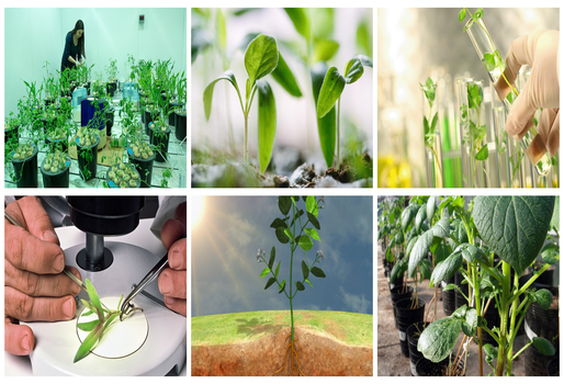 BOTÁNICA Y FISIOLOGÍA VEGETAL
