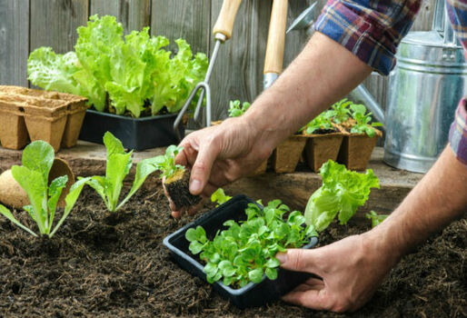 CULTIVO DE HORTALIZAS