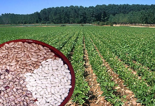 CULTIVO DE LEGUMINOSAS Y GRANOS ANDINOS