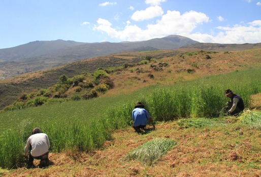 PRODUCCIÓN DE PASTOS Y FORRAJES	