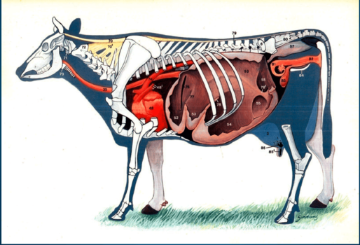ANATOMÍA Y FISIOLOGÍA ANIMAL