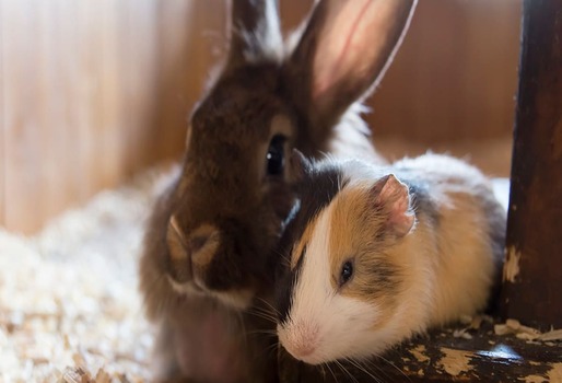 PRODUCCIÓN DE CUYES Y CONEJOS