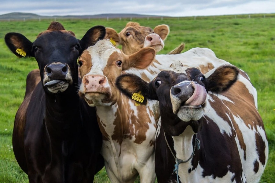 cuatro-vacas-foto-min.jpg