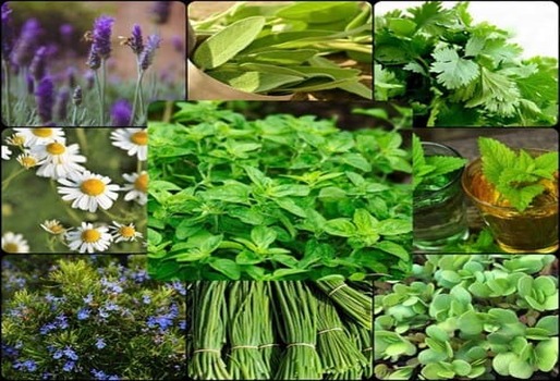 PRODUCCIÓN DE PLANTAS MEDICINALES Y AROMÁTICAS