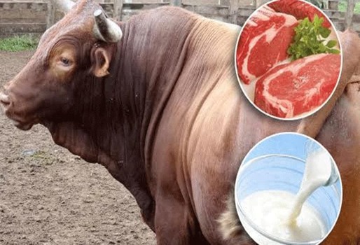 PRODUCCIÓN DE VACUNOS DE CARNE 