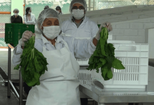 PROCESAMIENTO PRIMARIO DE PRODUCTOS AGRÍCOLAS